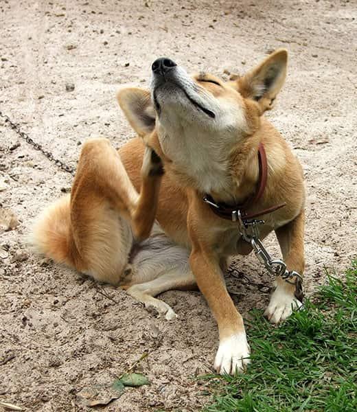 Pomarańczowy pies na smyczy siedzi i drapie się na zewnątrz.