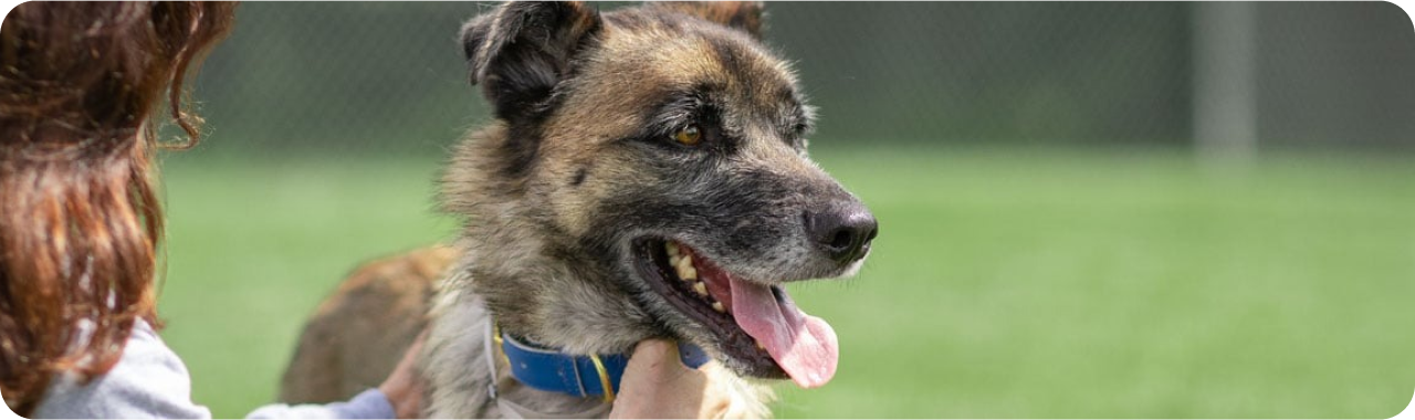 Kobieta głaszcząca psa