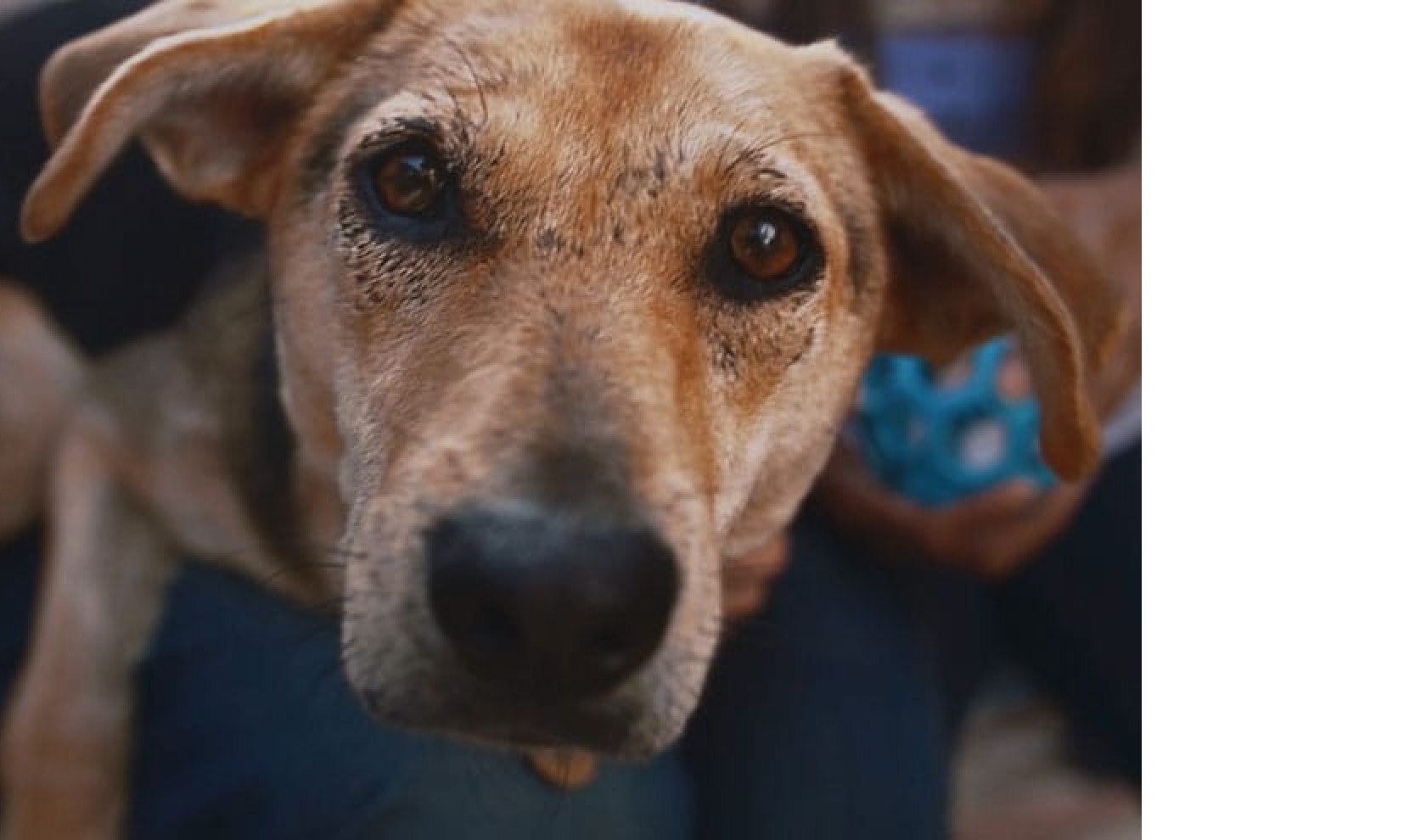 Szczeniak patrzący w górę na kamerę.
